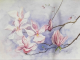 Magnolien - August 2005