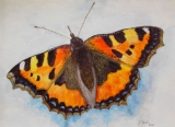 Schmetterling - August 2005