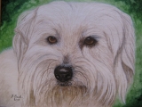 weisser Hund 1 - Maerz 2011