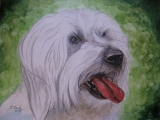 weisser Hund 2 - Maerz 2011