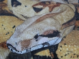 Boa Constrictor