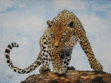 Leopard - Mai 2013