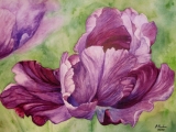 Lila Tulpe - Oktober 2013