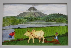 Reisfeld am Majong Philippinen Juli 2002