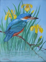 Eisvogel 1992